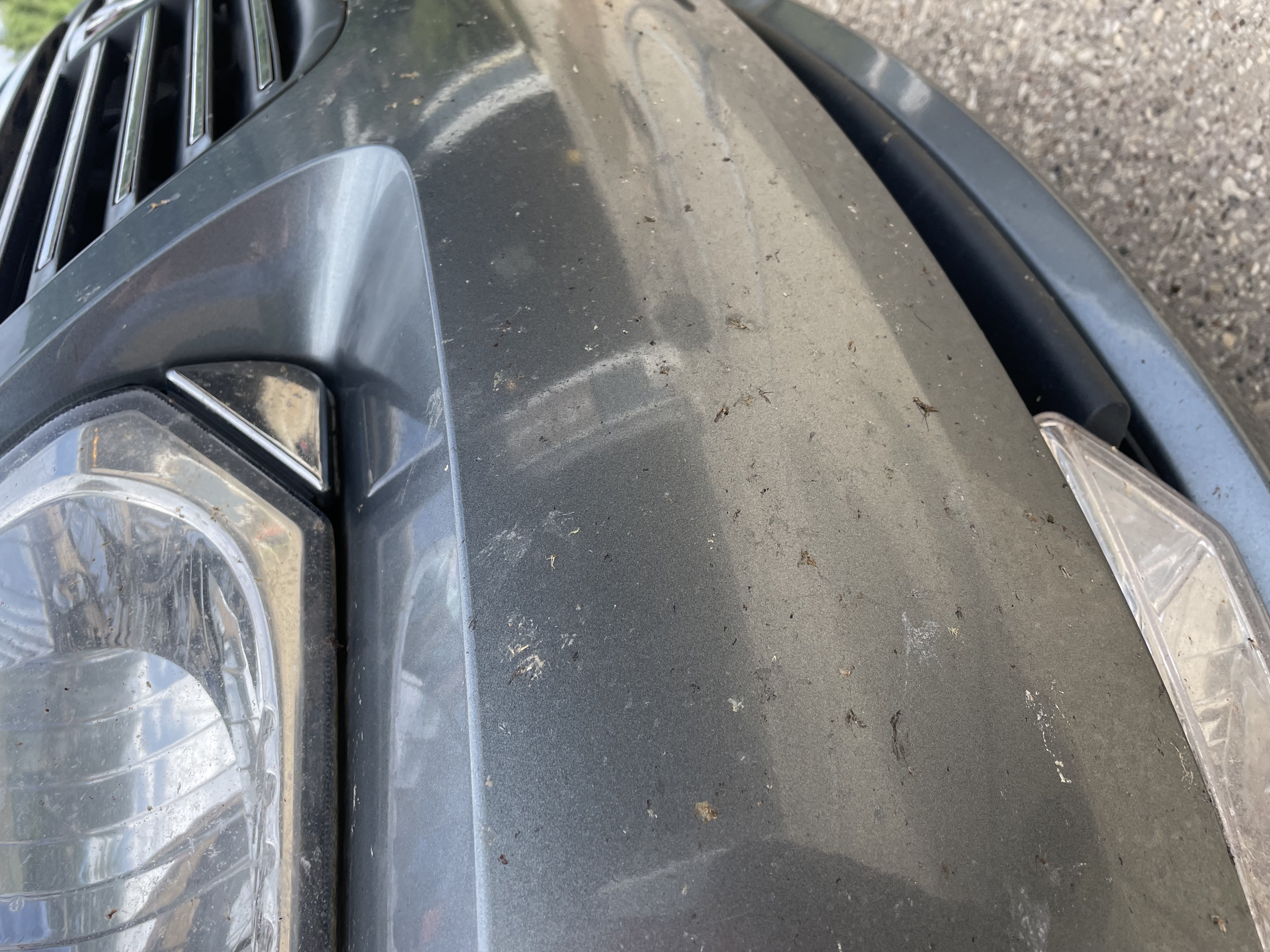 Bugs on the grille/bumper before detailing by Miller Detail Co.